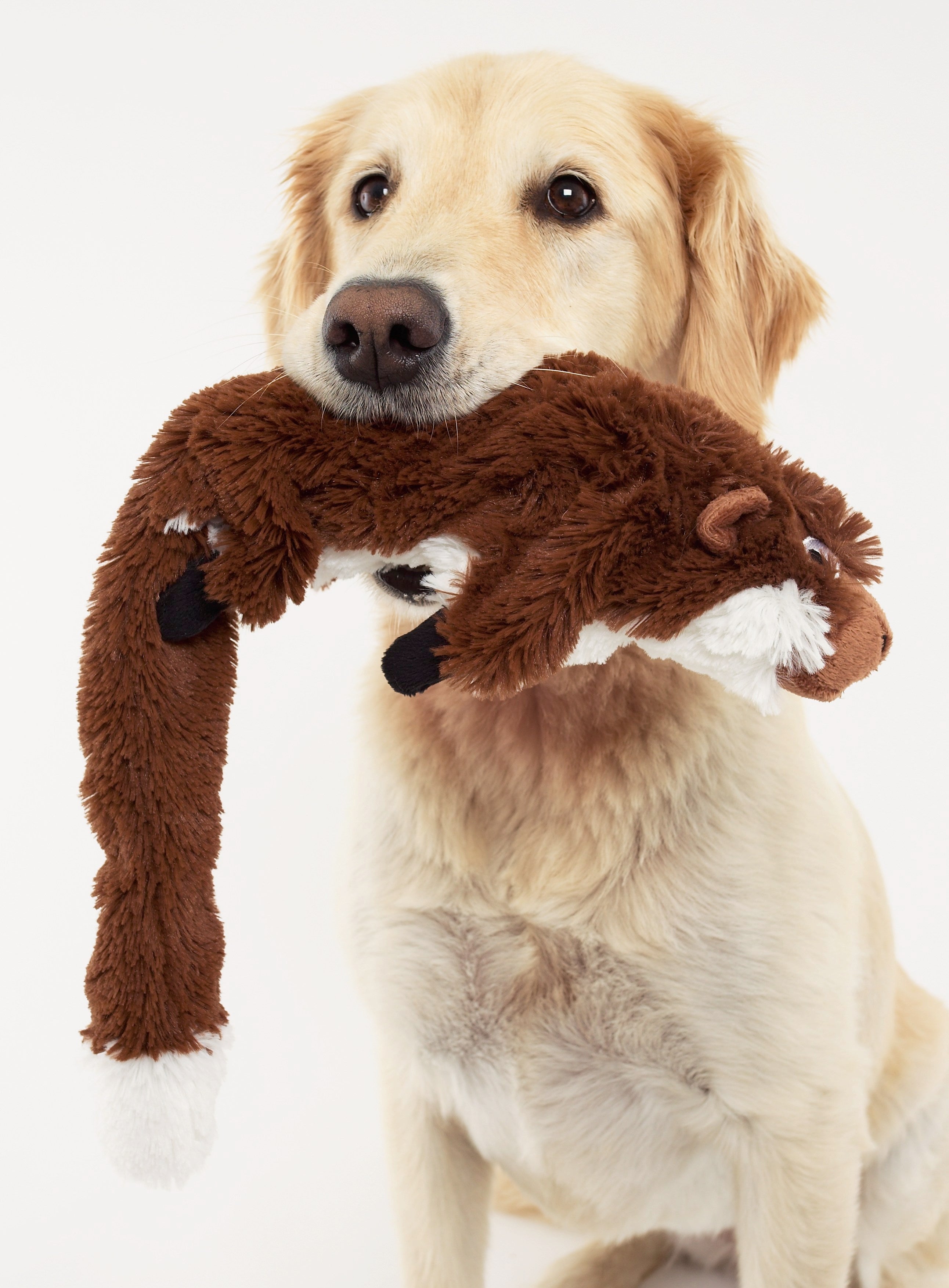 Featured – Doggles