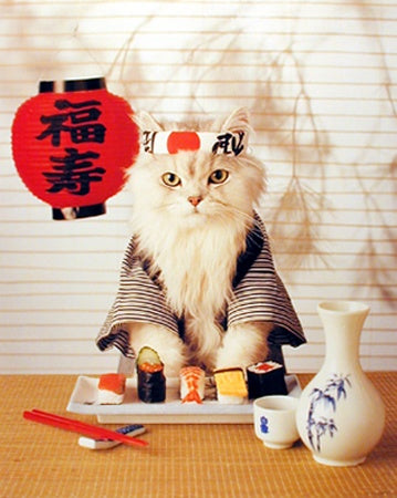 Cat Sushi