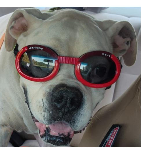 Doggles® ILS™