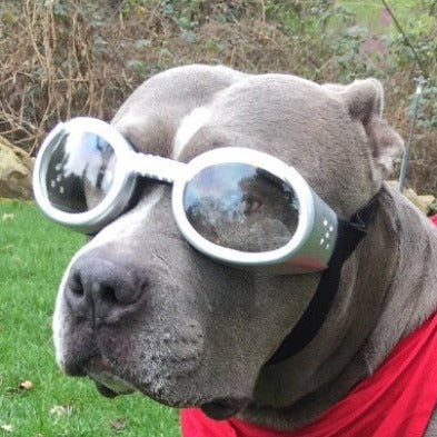 Doggles® ILS™