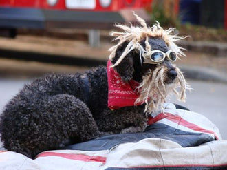 Doggles