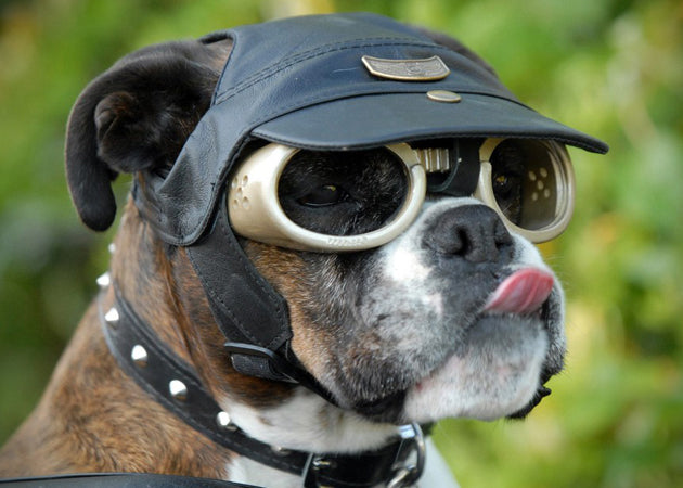 Doggles Rottweiler All Eyewear – Doggles