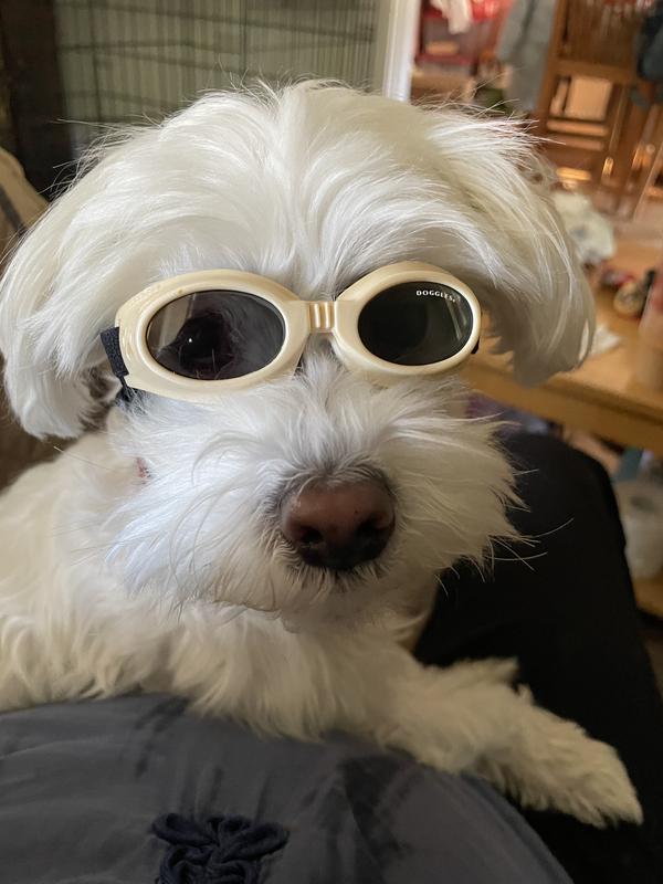 Extra best sale small doggles