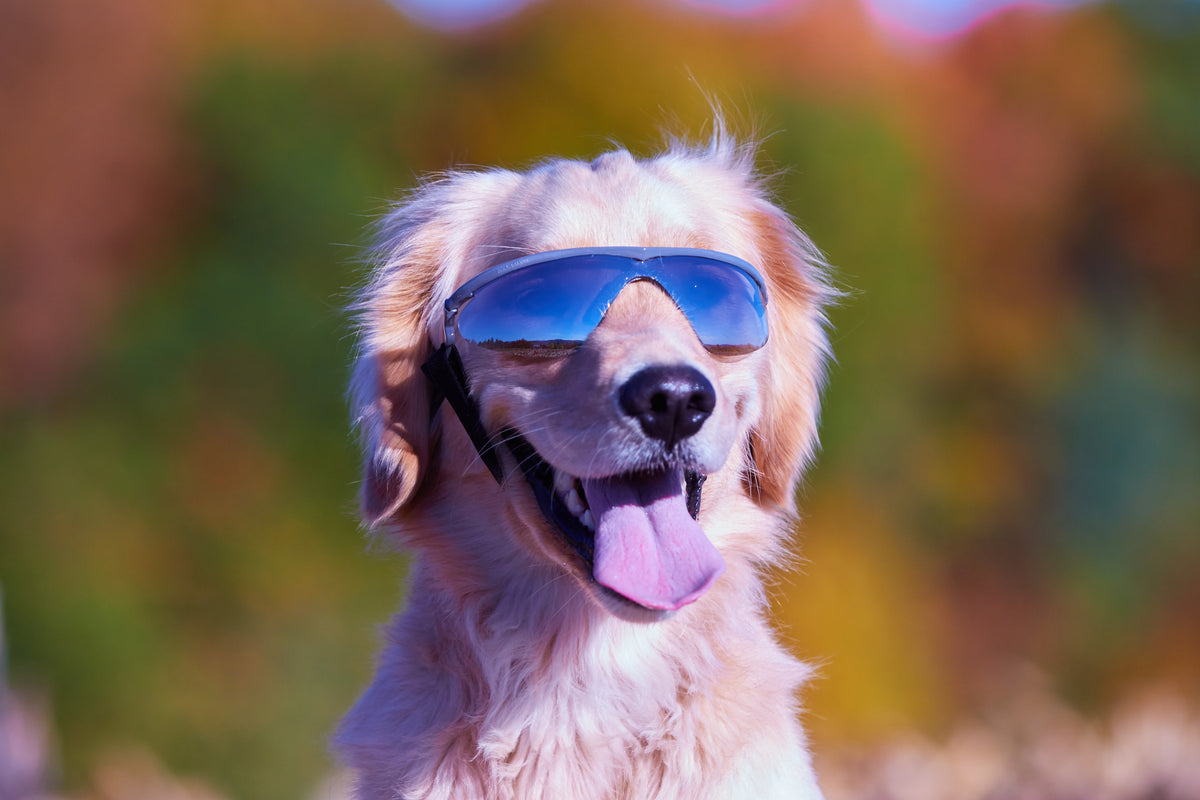 K9 Optix® Rubber Frame – Doggles