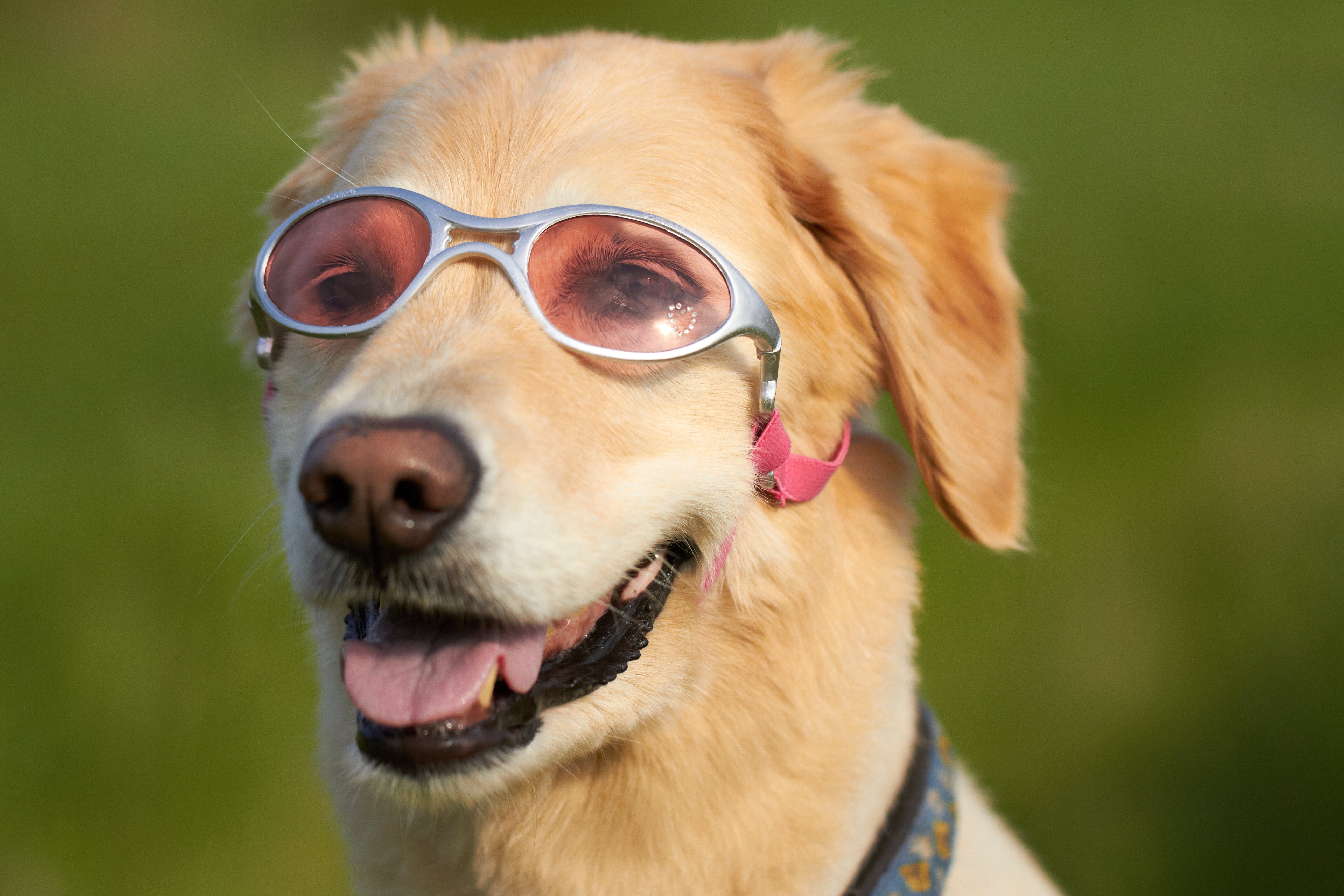 Doggles K9 Optix® Rubber Frame – Doggles