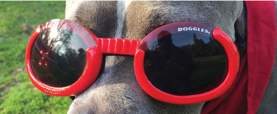 Doggles ILS