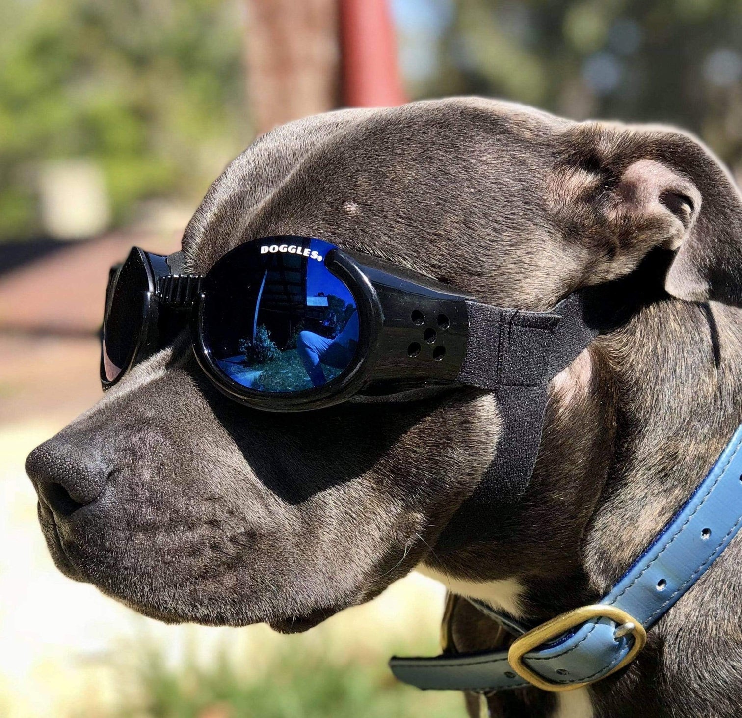 Doggles Rottweiler Doggles® ILS™