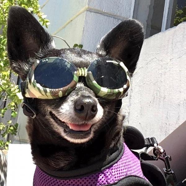 Doggles Leopard Doggles® ILS™