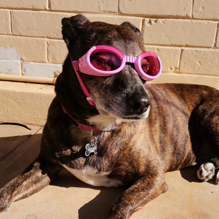 Extra small dog goggles online