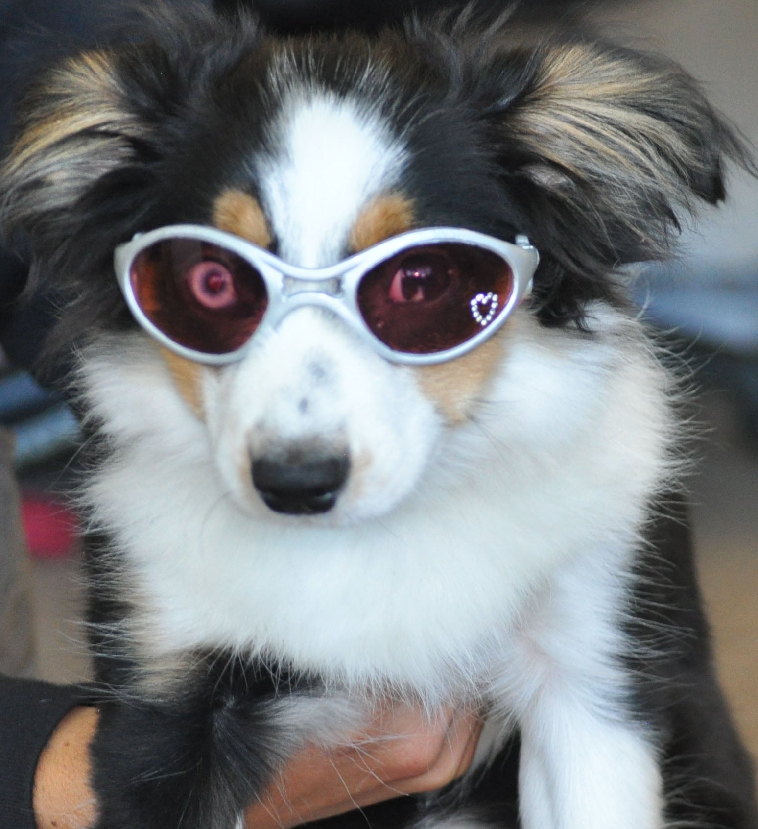 Doggles eyewear fashion for dogs